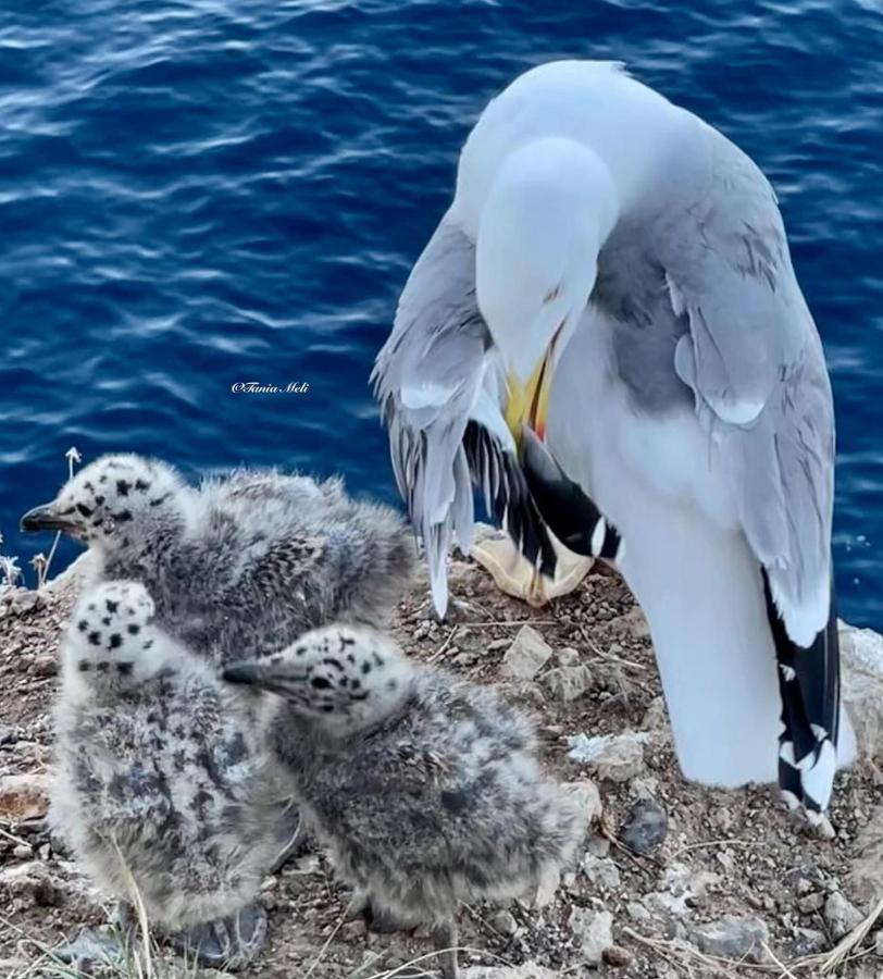 La Casetta Di Maria Daire Santa Flavia Dış mekan fotoğraf